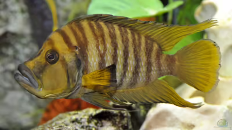 Besatz im Aquarium Becken 268 von Helmut Hollfelder (16)