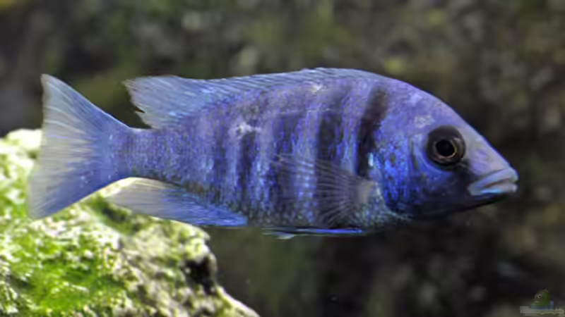 Besatz im Aquarium Becken 268 von Helmut Hollfelder (17)