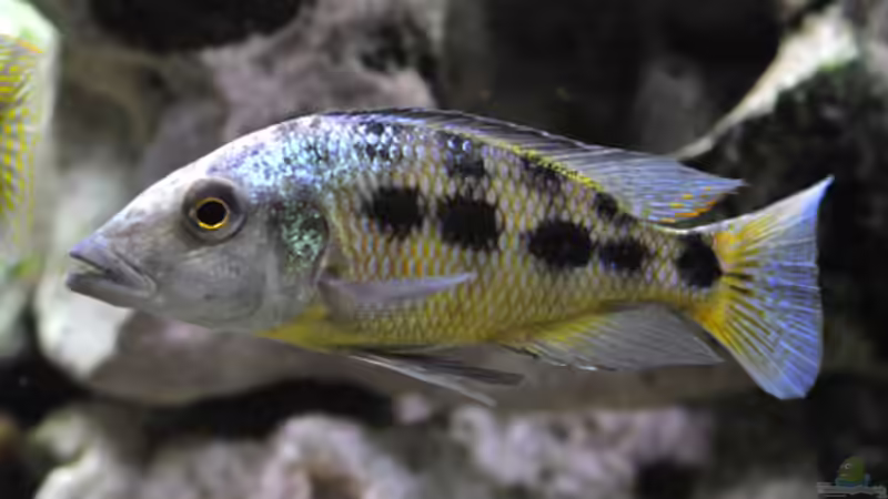 Besatz im Aquarium Becken 268 von Helmut Hollfelder (18)