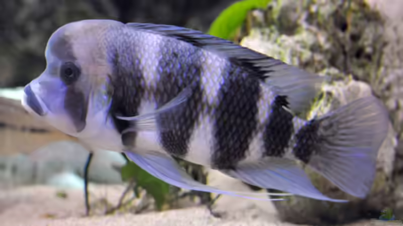 Besatz im Aquarium Becken 268 von Helmut Hollfelder (19)