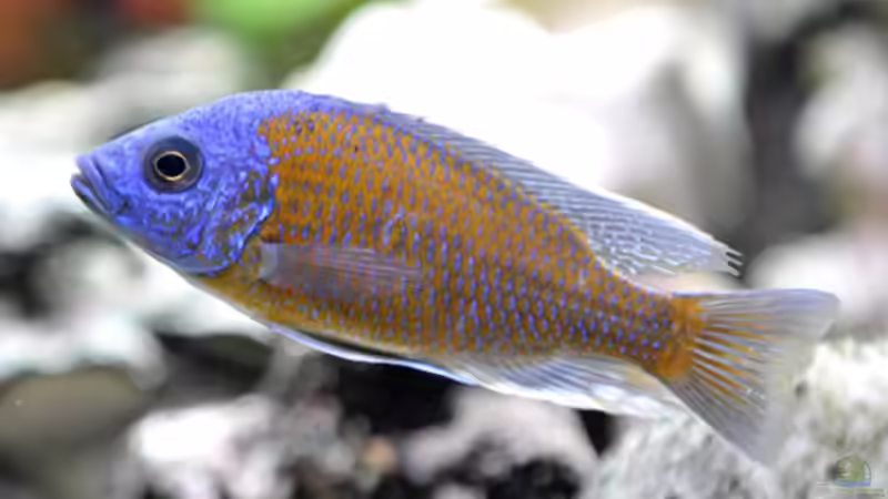 Besatz im Aquarium Becken 268 von Helmut Hollfelder (21)