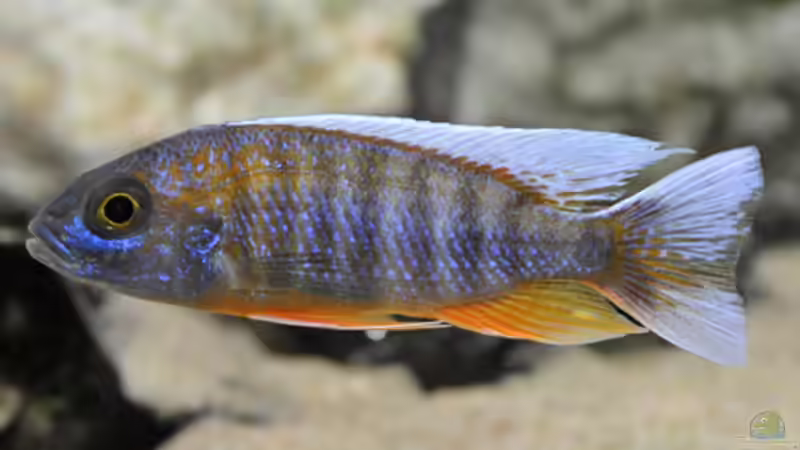 Besatz im Aquarium Becken 268 von Helmut Hollfelder (22)