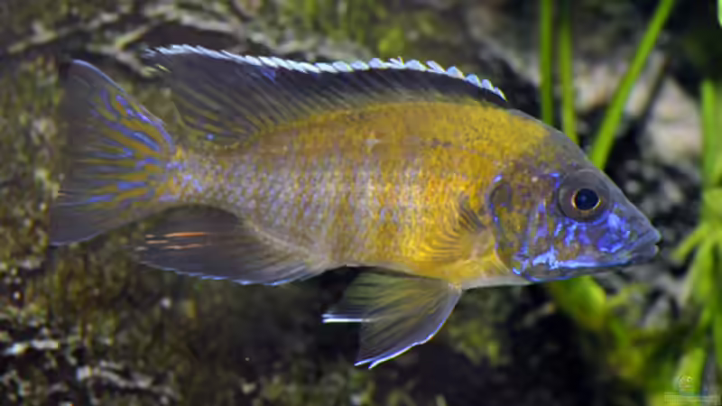 Besatz im Aquarium Becken 268 von Helmut Hollfelder (23)