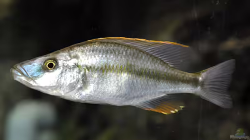 Besatz im Aquarium Becken 268 von Helmut Hollfelder (24)