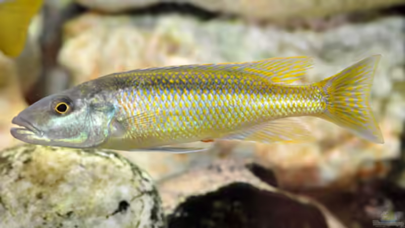 Besatz im Aquarium Becken 268 von Helmut Hollfelder (26)