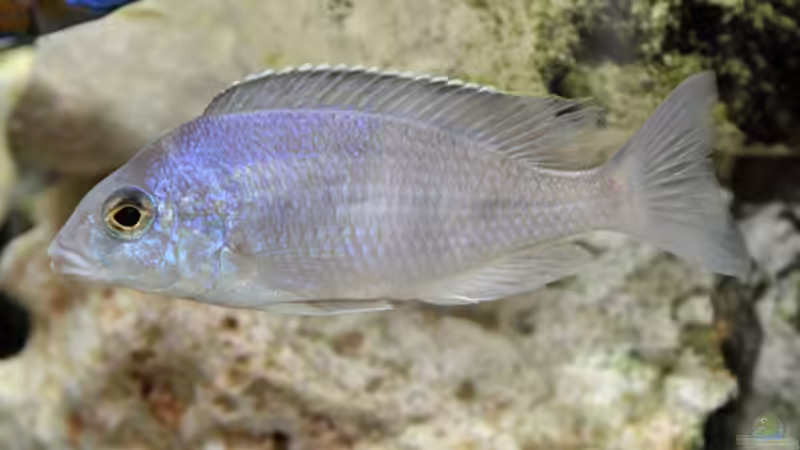 Besatz im Aquarium Becken 268 von Helmut Hollfelder (27)