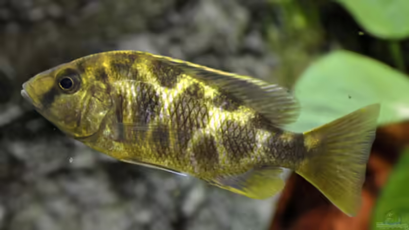 Besatz im Aquarium Becken 268 von Helmut Hollfelder (28)