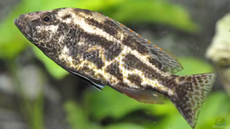 Besatz im Aquarium Becken 268 von Helmut Hollfelder (29)