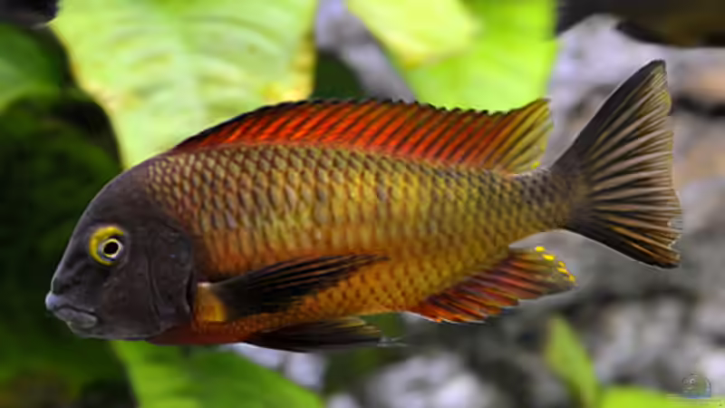 Besatz im Aquarium Becken 268 von Helmut Hollfelder (30)