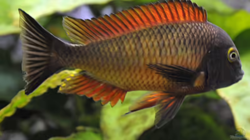 Besatz im Aquarium Becken 268 von Helmut Hollfelder (31)