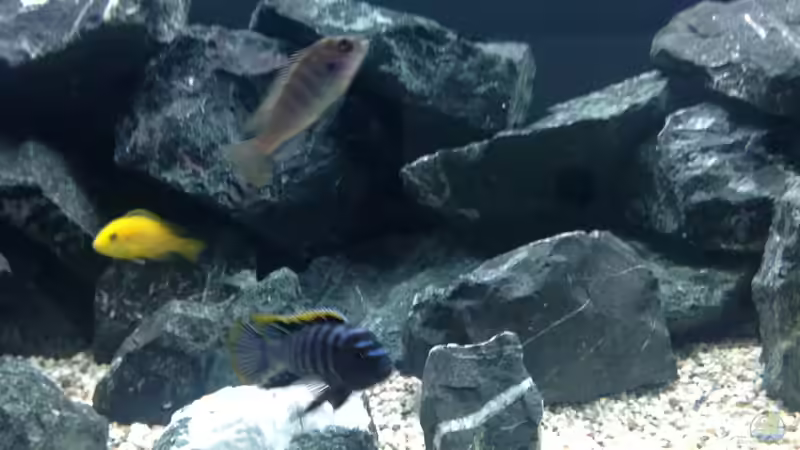 Besatz im Aquarium Becken 26811 von Anboy (10)