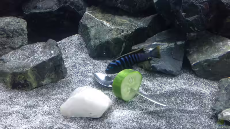 Besatz im Aquarium Becken 26811 von Anboy (11)