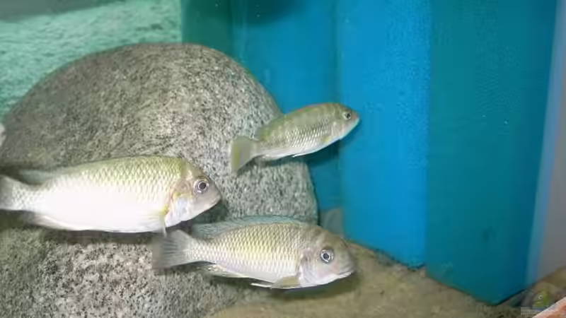 Besatz im Aquarium Becken 2682 von Enrico Pinkert (11)
