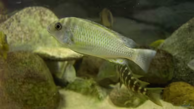 Besatz im Aquarium Becken 2682 von Enrico Pinkert (12)