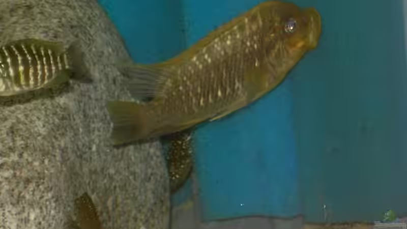 Besatz im Aquarium Becken 2682 von Enrico Pinkert (14)