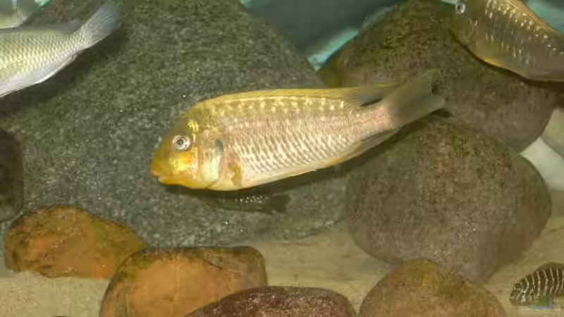 Besatz im Aquarium Becken 2682 von Enrico Pinkert (15)