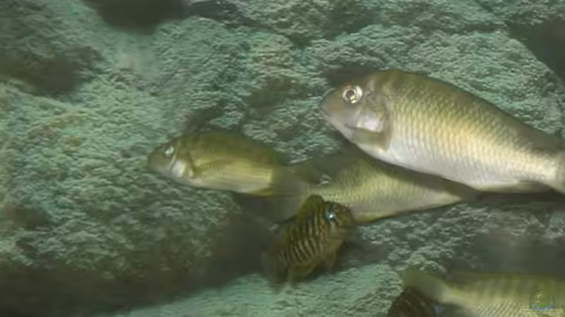 Besatz im Aquarium Becken 2682 von Enrico Pinkert (16)