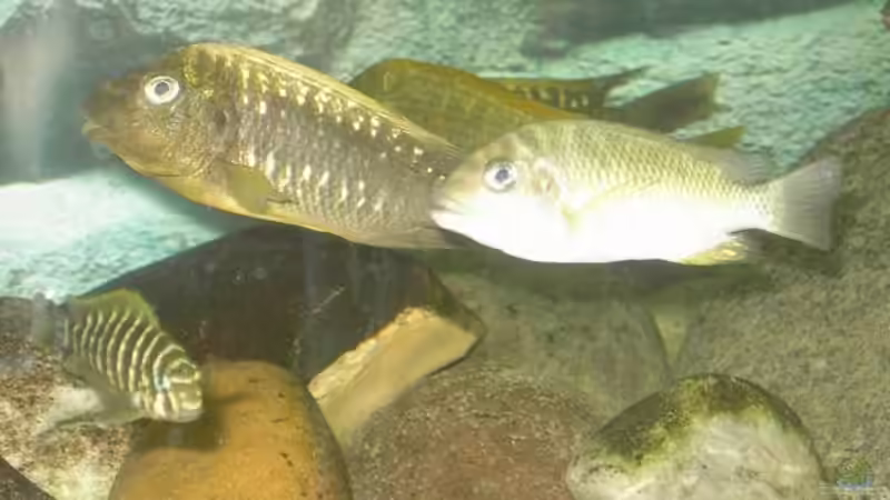 Besatz im Aquarium Becken 2682 von Enrico Pinkert (18)