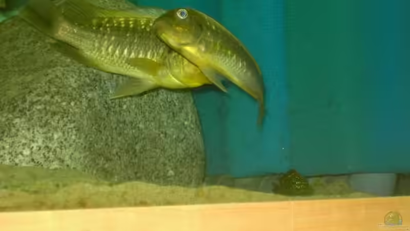 Besatz im Aquarium Becken 2682 von Enrico Pinkert (19)