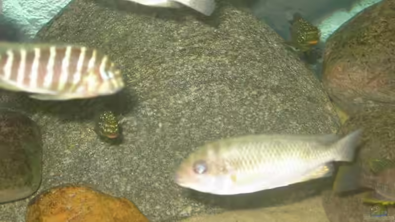 Besatz im Aquarium Becken 2682 von Enrico Pinkert (20)