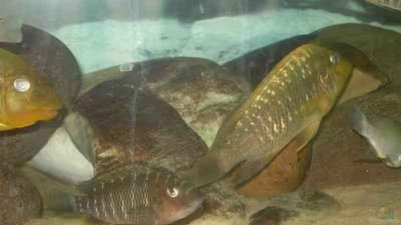 Besatz im Aquarium Becken 2682 von Enrico Pinkert (21)