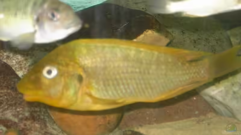 Besatz im Aquarium Becken 2682 von Enrico Pinkert (22)