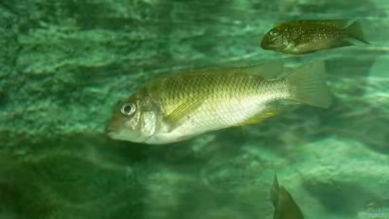 Besatz im Aquarium Becken 2682 von Enrico Pinkert (23)