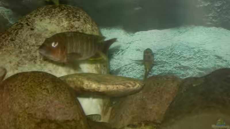 Besatz im Aquarium Becken 2682 von Enrico Pinkert (24)