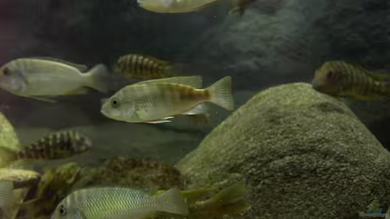 Besatz im Aquarium Becken 2682 von Enrico Pinkert (26)