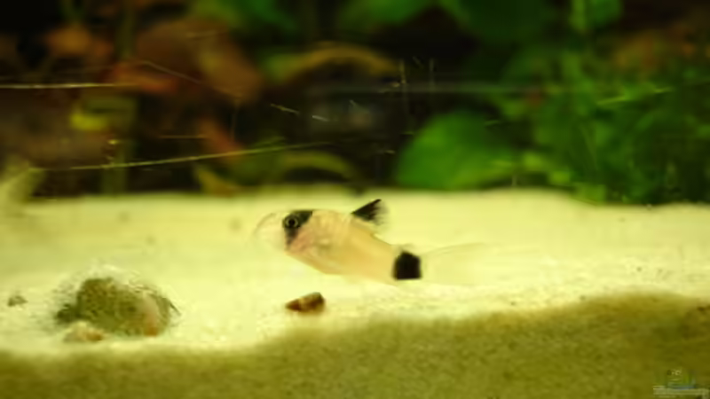 Besatz im Aquarium Becken 269 von Katja Knoll (15)