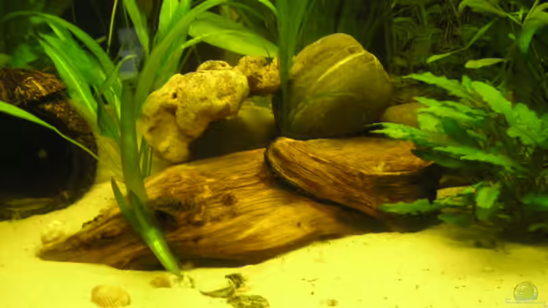 Besatz im Aquarium Becken 2697 von Stefan Kuhne (4)