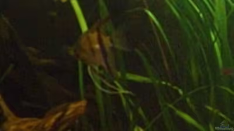 Besatz im Aquarium Becken 2699 von Thomas Schröder (17)