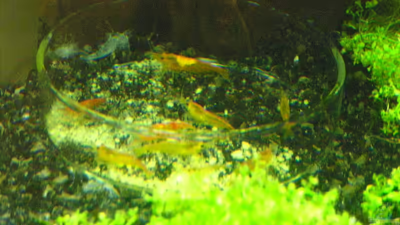 Besatz im Aquarium Becken 27076 von easy (4)