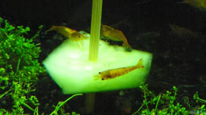 Besatz im Aquarium Becken 27076 von easy (5)