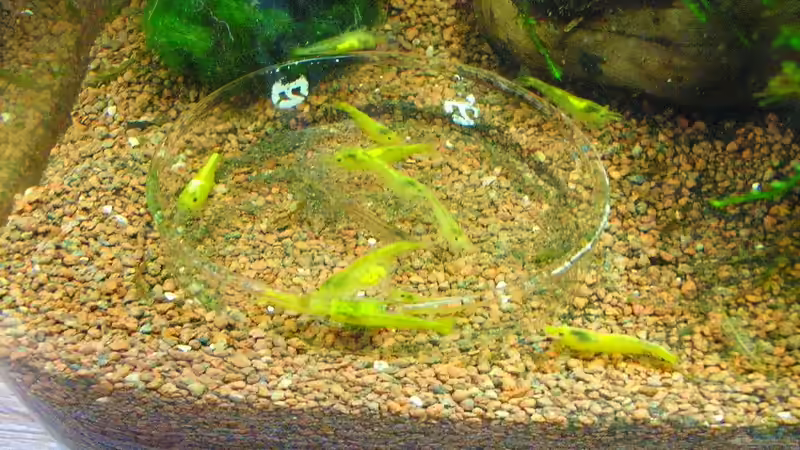 Besatz im Aquarium Becken 27079 von easy (2)