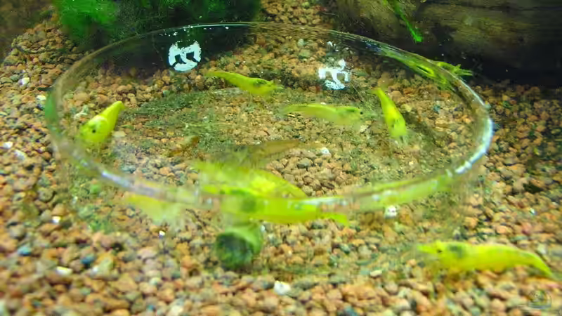 Besatz im Aquarium Becken 27079 von easy (3)