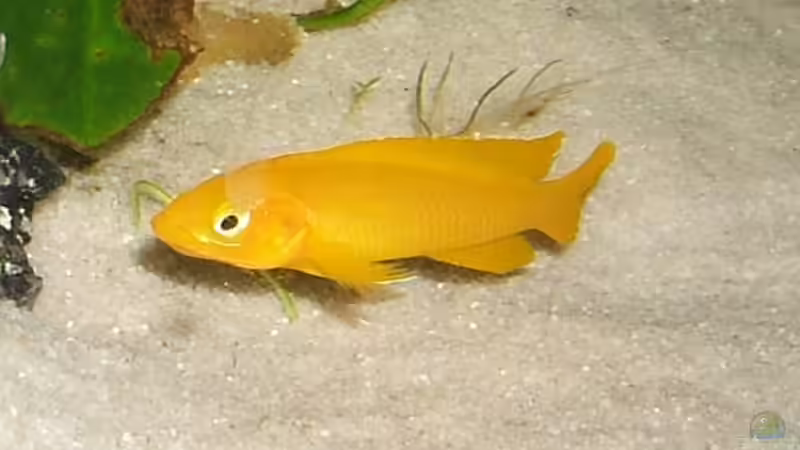 Besatz im Aquarium Becken 2708 von Christoph Meier (8)