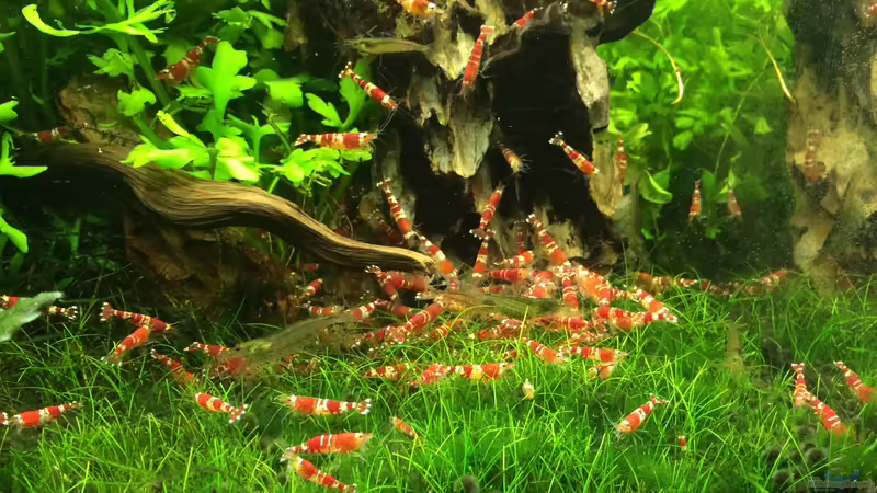 Besatz im Aquarium Becken 27092 von Ron Berlin (10)