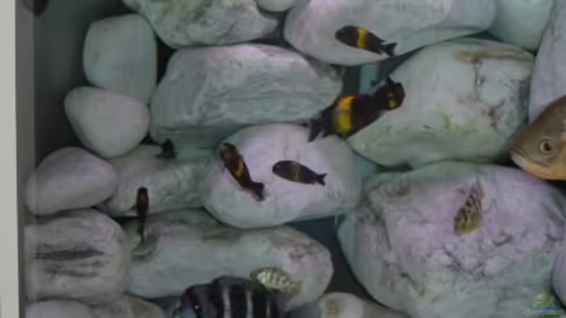 Besatz im Aquarium Becken 271 von Manfred Miller (6)