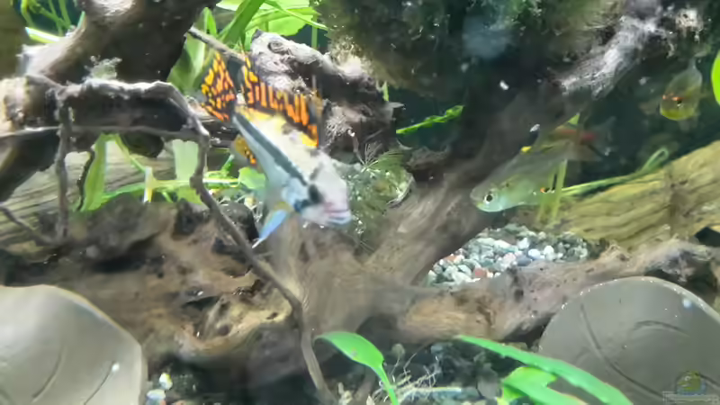 Besatz im Aquarium Becken 27133 von Kathrin77 (46)