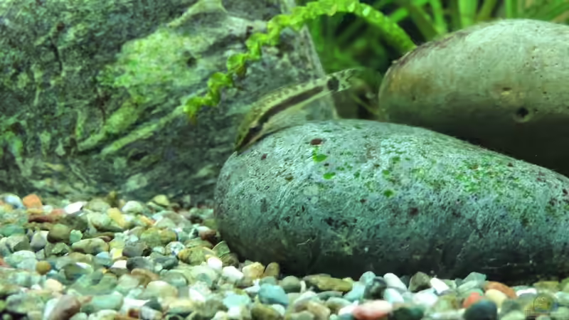 Besatz im Aquarium Becken 27133 von Kathrin77 (61)