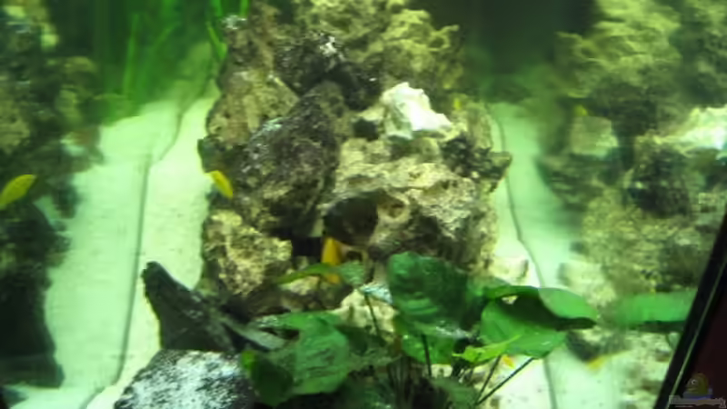 Besatz im Aquarium Becken 2725 von Timo Pösl (10)