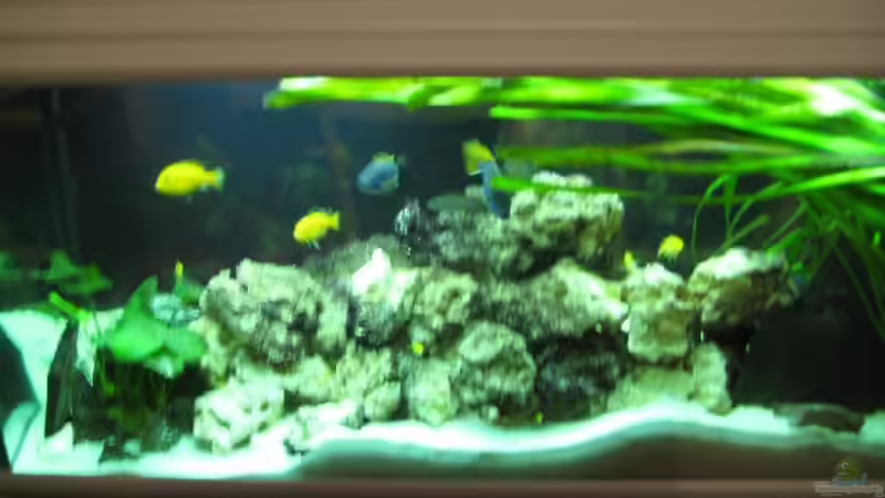 Besatz im Aquarium Becken 2725 von Timo Pösl (12)