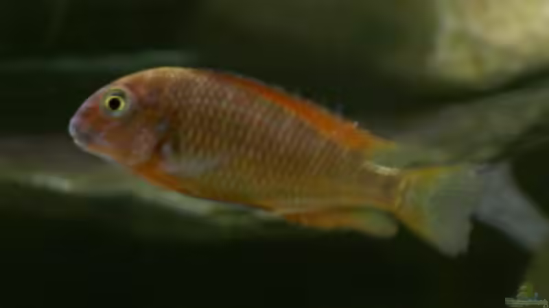 Besatz im Aquarium Becken 273 von Stephan Mertin (3)