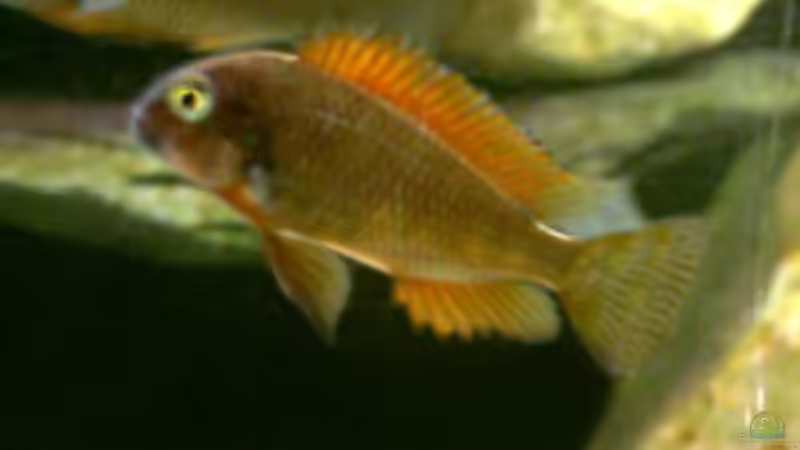 Besatz im Aquarium Becken 273 von Stephan Mertin (4)