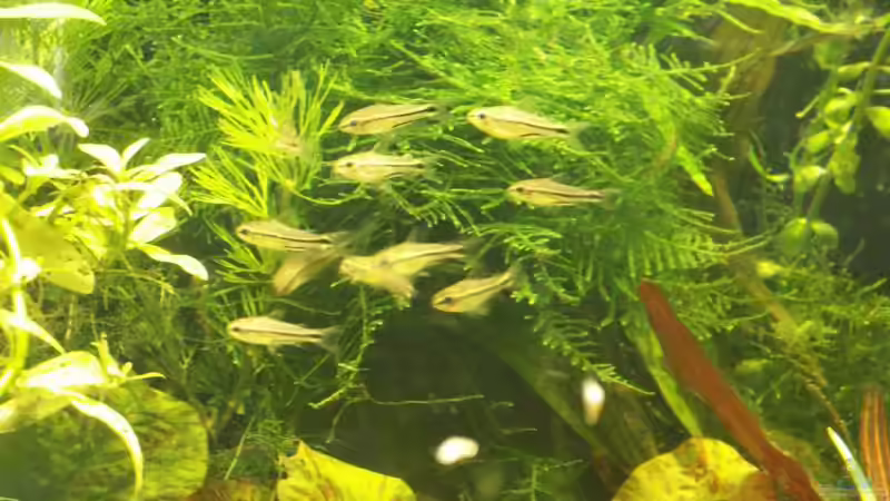 Besatz im Aquarium Becken 2731 von Alexander Wagner (4)