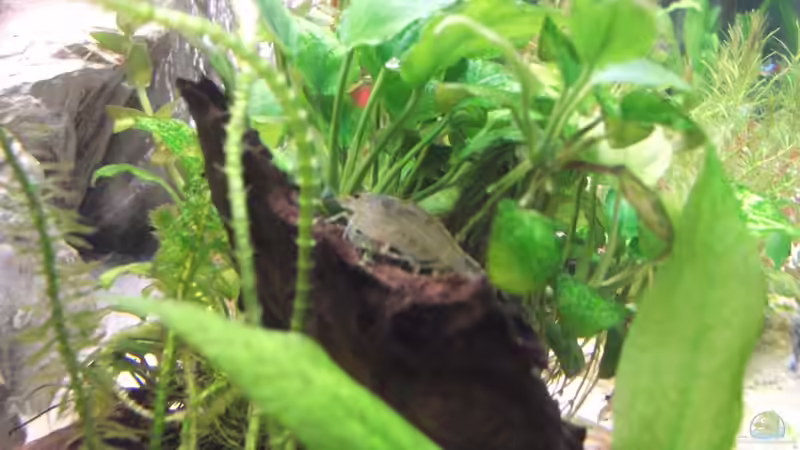 Besatz im Aquarium Becken 27368 von Svenja Zeidler (18)