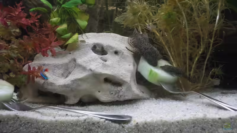 Besatz im Aquarium Becken 27368 von Svenja Zeidler (20)