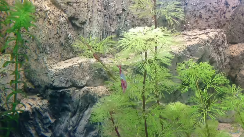 Besatz im Aquarium Becken 27368 von Svenja Zeidler (23)