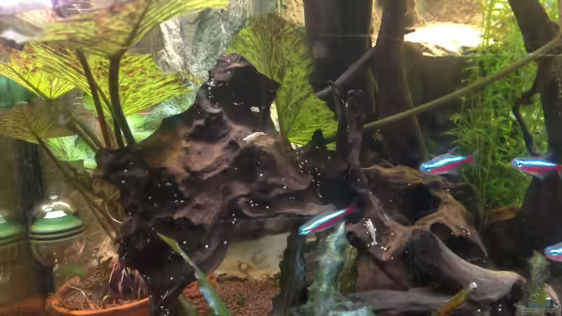 Besatz im Aquarium Becken 27368 von Svenja Zeidler (24)